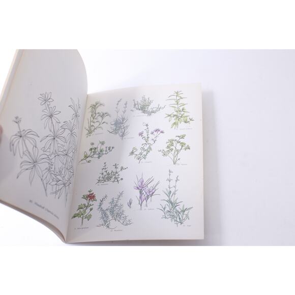 Dover, Herbs, Stefan Bernath, 1977,ring Book, Vintage, CRISP, Children's Activit - Picture 3 of 5